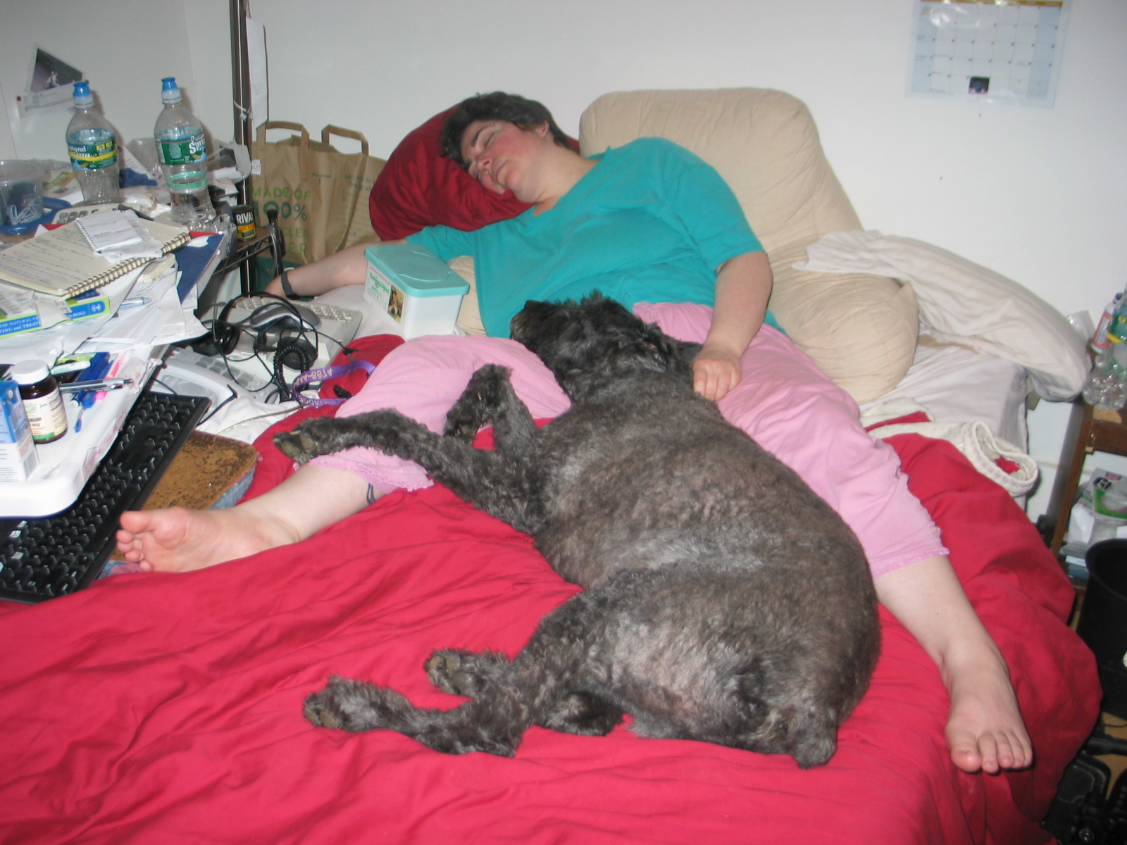 Почему собаки спят на кровати. Собака в кровати с хозяином. Собака на хозяйской кровати.