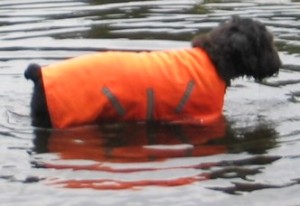 Gadget in his reflective orange vest, in the water up to his armpits