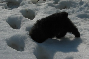 Puppy Barnum with Head in Snow Foot Prints