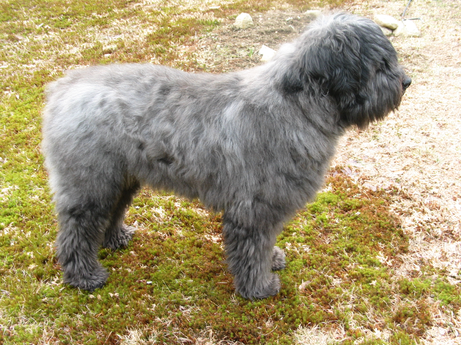 brindle long haired dog