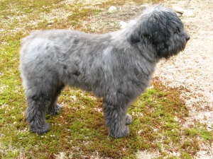 Gadget, a gray brindle bouvier, stands on the patchy brown spring lawn. His hair is very long and shaggy, and he looks a lot like an Old English Sheepdog in terms of the amount of fur.
