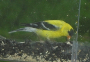 Closeup side view of male goldfinch. He is bright y ellow, with black wings, except for two narrow white wing bars, a black cap on his head, and a whiite rump and tail feathers. He has an orange beak. He's bent down, grabbing a sunflower seed.