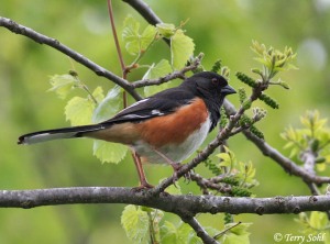 An eight-inch long bird, black on head, chest, and long tail. Sides rufous (rusty red), belly white. Red eye. In this picture, perched on tree branch.
