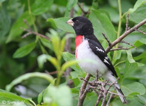 Male Rose Breasted Grosbeak sitting on a branch. As described above, with two white wing bars.