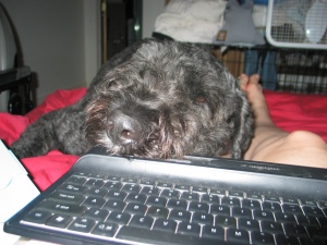 In the foreground is a black cordless computer keyboard. Sharon's right leg from the knee down is visible, lying on a red comforter. Her left leg is hidden by Barnum with his big, hairy black head, eyes shut, resting on her left knee and thigh, his nose on the edge of the keyboard. His hind end is stretched out behind him on the rest of the bed.