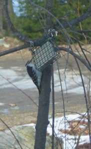 Hairy woodpecker pecking at suet in a suet feeder on  small tree.