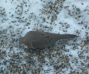 Picture of a mourning dove on snowy, pebbly ground with lots of sunflower seed hulls around it.