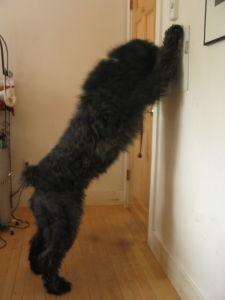 Barnum standing on hind legs, front paws planted on the wall, nudging switch down with his nose. He's over 5 feet tall this way.