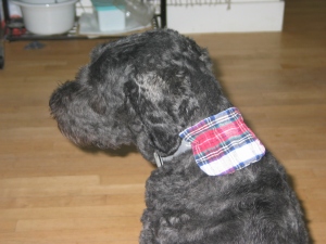 Barnum with a red plaid flannel pouch velcroed to the back of his collar.