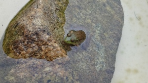Overhead close-up of the frog on the rock. Her head is clearly visible sticking out of the clear water around her, even though her lower body, under the water, blends in with the mottled brown of the rock she's sitting on.
