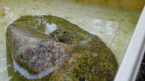 Close-up of the frog, head-on. The frog is sitting on its rock with its body in the water and its head sticking out.