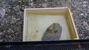 A rectangular tan basin surrounded by gray gravel. The basin is full of water and has some algae along the bottom. In the middle is a large brown rock, the top of which pokes out of the water. A little dark spot on the rock near where it pokes out of the water is the frog.