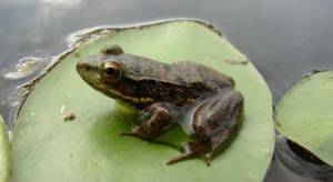 Northern Green Frog sitting on a lily pad.