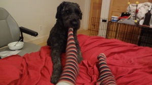 With his front half on the bed, Barnum grabs the toe of the sock on Sharon's left foot.