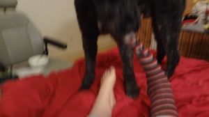 Now standing on the bed, Barnum pulls the toe of the sock on Sharon's right foot. (Her left foot is now bare.)