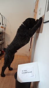 Side view of Barnum standing on his hind legs with his forepaws resting on the wall, his nose pressed to the wall between them. (The light switch is blocked from view by his paws.) Sign in the foreground says, "Is very enLIGHTening."