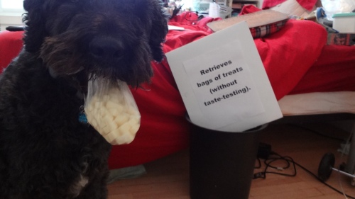 Barnum's nose right up close (so you can't even see his eyes or the top of his head) holding a clear plastic baggy full of cubes of cheese. Sign propped behind him says, "Retrieves bags of treats (without taste-testing)."
