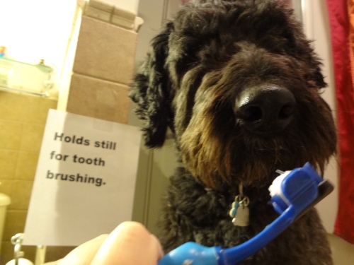 Close-up of Barnum's face with a blue plastic tooth brush with white bristles approaching his mouth. In the background, a sign taped to the wall says, "Holds still for tooth brushing."