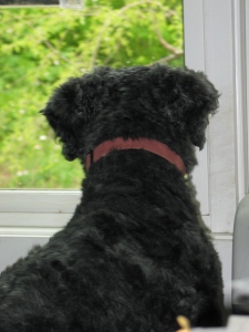 Back of Barnum's head and back as he looks out the window towards a green, leafy view outside.