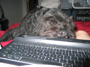 Barnum lying on Sharon's bed with his chin on her computer keyboard in her lap.