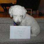 A small, white, curly-haired dog (probably miniature poodle) hunched back, tuck-tailed, head down, ears down, eyes down. Sign says, "Days without rolling in poop: 0"