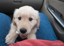 An 8-week-old Golden Retriever puppy's head and front paws are between my blue-jean clad legs. Behind him is the glove box of our van; to the right side is the van door handle. My red fleece jacket is visiible at the bottom of the picture.