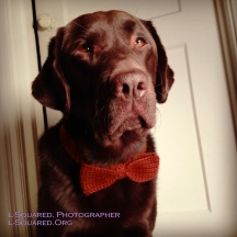 Dark brown chocolate Lab Guide Dog Jack wearing his rusty-orange crocheted bow tie around his neck.
