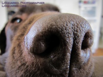 Super-close up of Chocolate Lab Jack shoving his big brown nose into the camera lens - the photo is so close that all the pours of his nose skin are visible clearly, while the rest of his head is nearly entirely out of focus in the background.