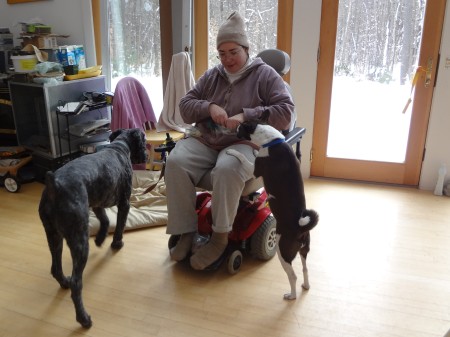 Sharon in her powerchair in front of glass doors with snowy wonderland behind. Mina, a small brown-and-white Basenji with prick ears and a curly tail, has her front paws on Sharons lap, nosing her hands that hold treats. Barnum is heading for his mat next to Sharons chair.
